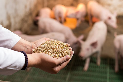 Read more about the article Acidifiers in Animal Feed