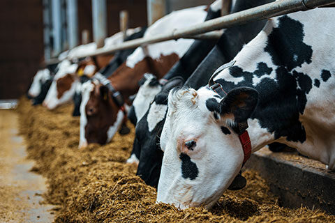 Read more about the article Compound Animal Feed, Additives and Premix Due Diligence