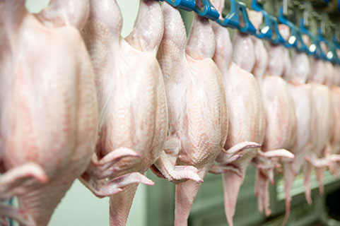 Read more about the article Antimicrobials in Poultry Processing