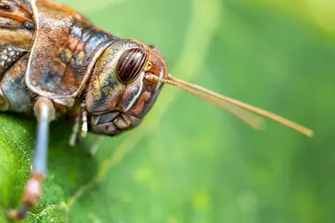 Read more about the article Biopesticides Market in Asia, Australasia, Latin America, Africa and the Middle East