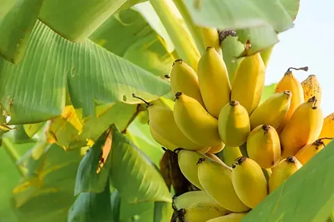 Read more about the article Big Data: Technology Trend Analysis in Biostimulants and Biopesticides