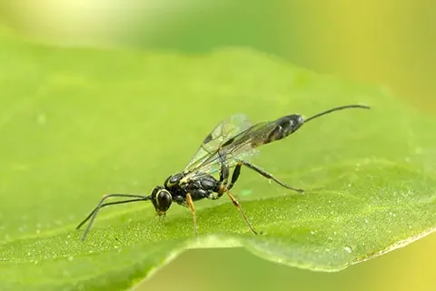 Read more about the article Biological Crop Protection Opportunity Screening