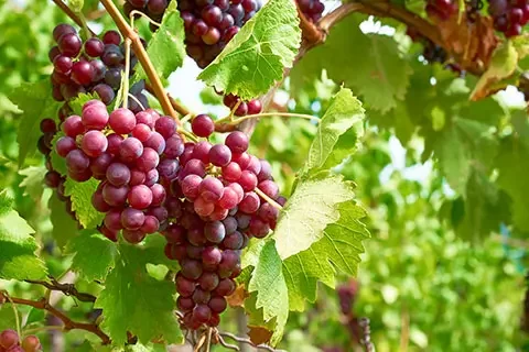 CPL Business Consultants - Biopesticides Markets
