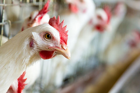 Read more about the article Coccidiosis Treatments