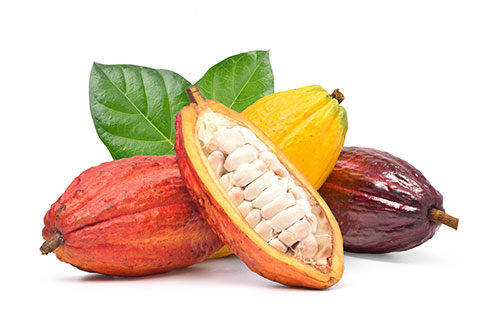 Read more about the article Cocoa Polyphenols