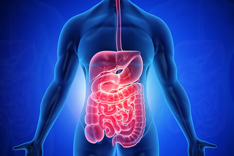 Read more about the article Digestive Health Ingredients Market