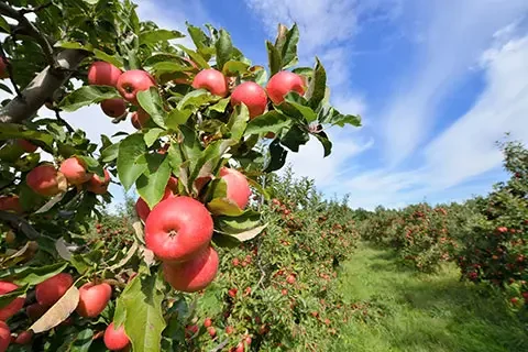 Read more about the article Biopesticides Market in Europe