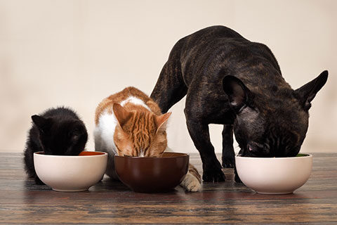 Read more about the article Fish Oils and Fish Liver Protein in Petfood