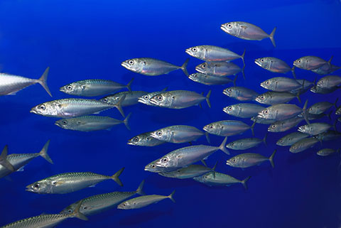 Read more about the article Fish Products Company Due Diligence