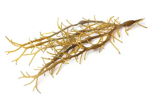 Read more about the article Global Markets & Applications for Alginates