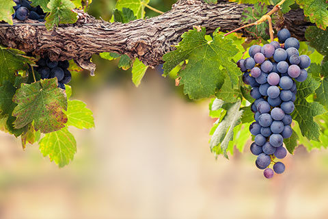 Read more about the article Resveratrol and Grape Polyphenols