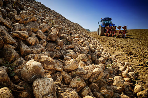 Read more about the article Market for Sugar Beet Pectin