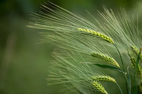 Read more about the article PUReOPE: Process for Upgrade and Recovery Of Polyphenol Extracts