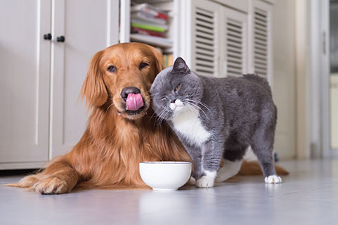 Read more about the article Pet Food Palatants
