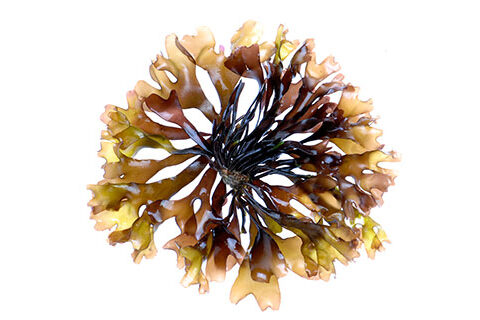 Read more about the article Seaweed Products Worldwide