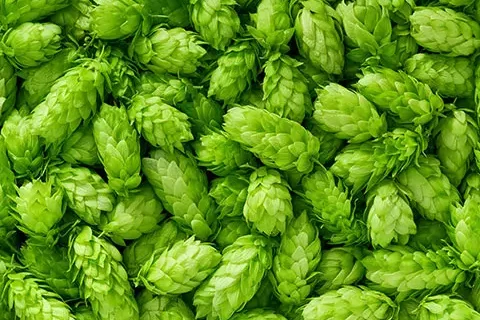 Read more about the article Xanthohumol Benefits and Availability
