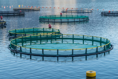 CPL Business Consultants made strategic recommendations on where to play and innovation in alternative protein markets and technologies for fishmeal replacement in animal feed and aquaculture.