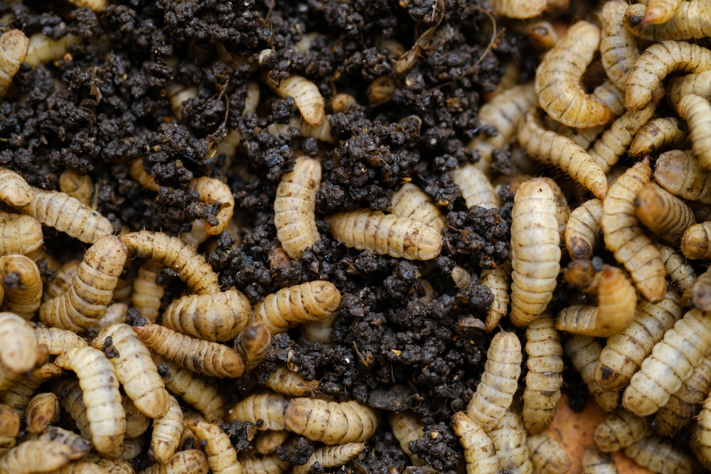 Subterranean Insect Frass Insect Frass Fertilisers - CPL Business Consultants