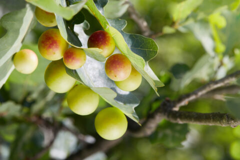 Read more about the article Natural Tannins