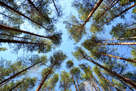 Read more about the article Sustainable p-Cymene (Paracymene) Market Potential